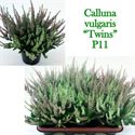 Afbeelding van Calluna Beauty lady's "Twins" P12